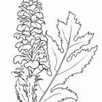 acanto