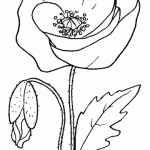 amapola