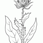 cardo