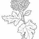 crisantemo