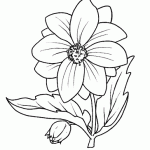 dalia