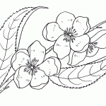 flor de durazno