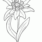 flor de nieve