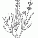 lavanda