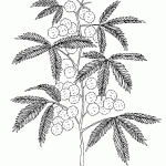 mimosa