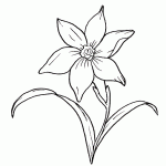 narciso