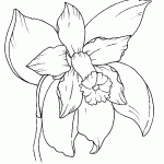 orquídea