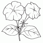 petunia