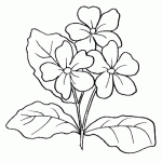 primula