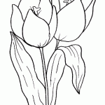 tulipan