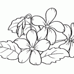 violeta