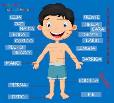 Partes del cuerpo en Castellano (3)