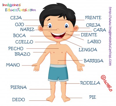 Partes del cuerpo en Castellano (4)