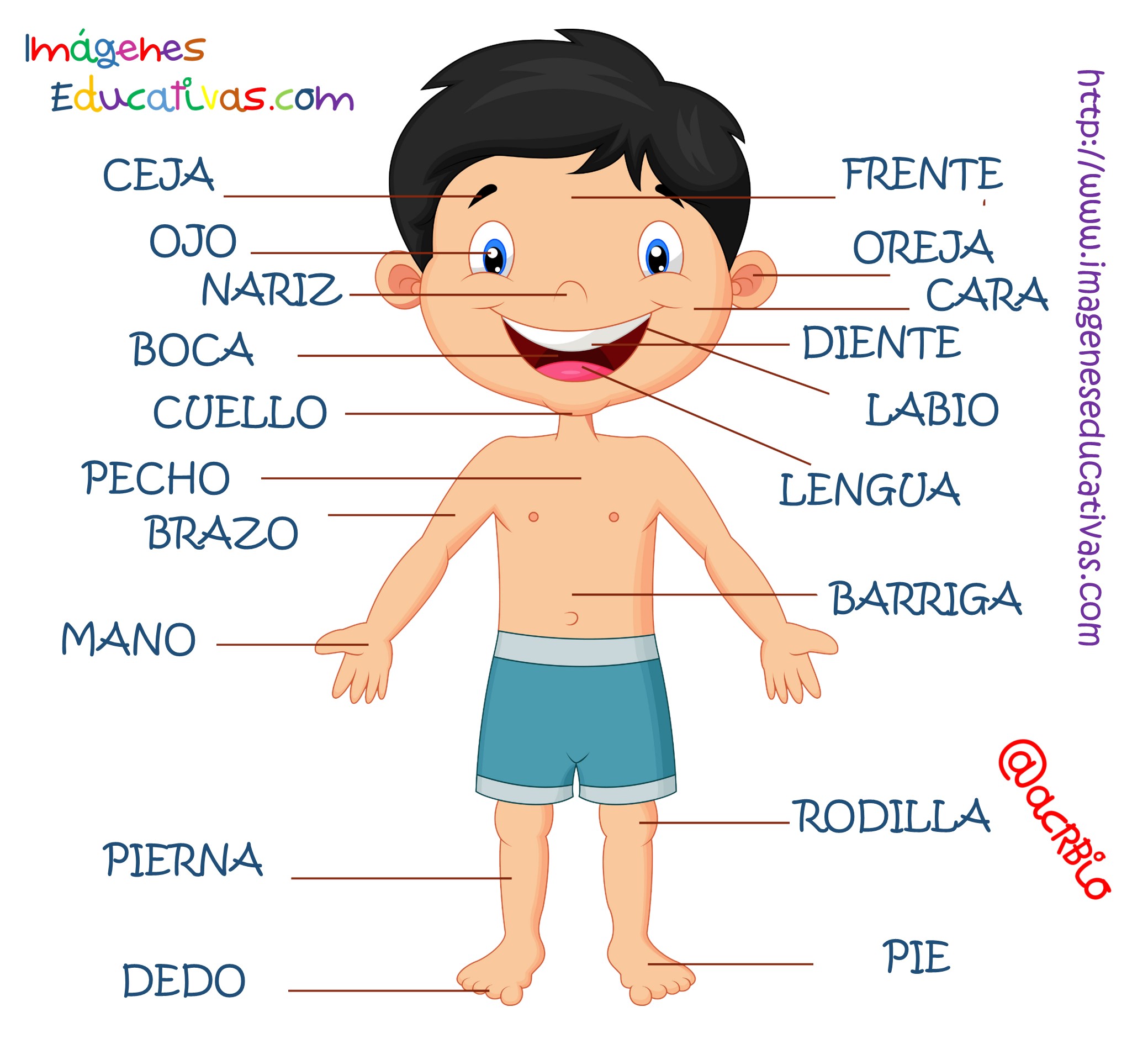 Partes Del Cuerpo En Castellano 4 Imagenes Educativas