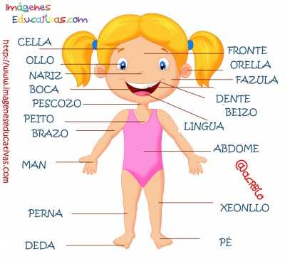 Partes del cuerpo en Galego (1)