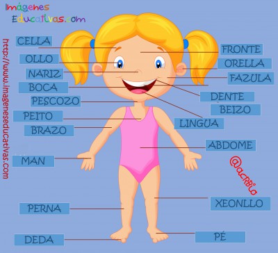 Partes del cuerpo en Galego (2)