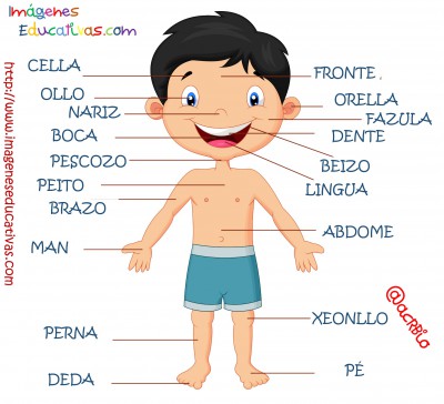Partes del cuerpo en Galego (3)