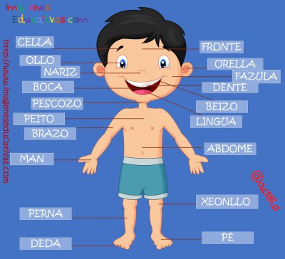 Partes del cuerpo en Galego (4)