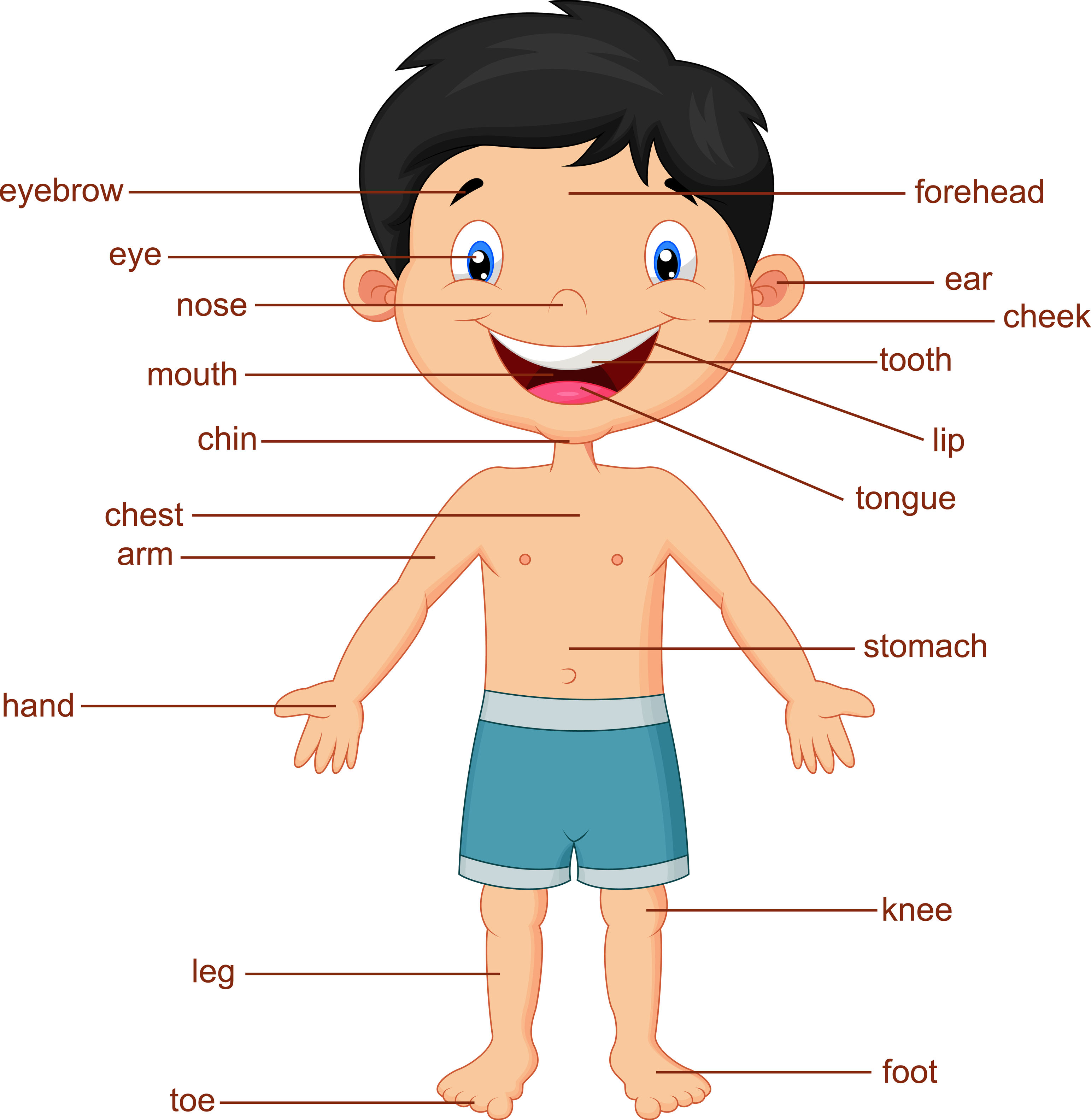 Partes Del Cuerpo Ingles Ni o Imagenes Educativas