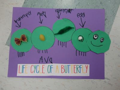 Ciclos vitales maquetas (6)