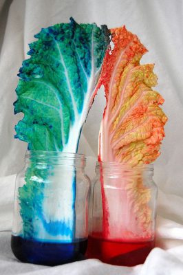 Experimentos colores (19)