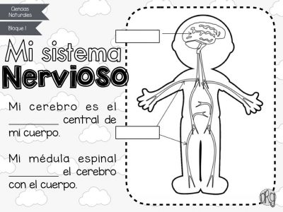 como-funciona-nuestro-cuerpo-4