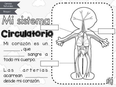 como-funciona-nuestro-cuerpo-5