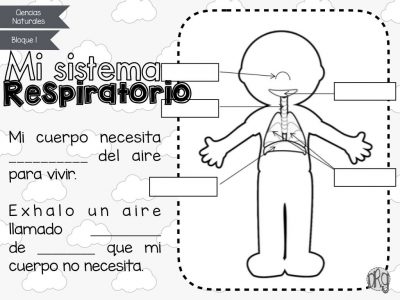 como-funciona-nuestro-cuerpo-6