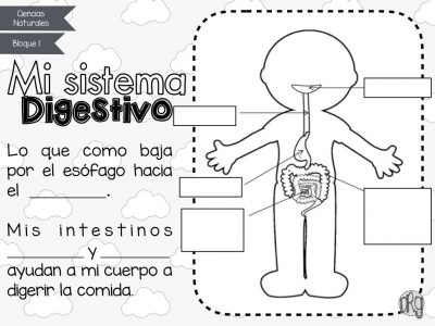 como-funciona-nuestro-cuerpo-7