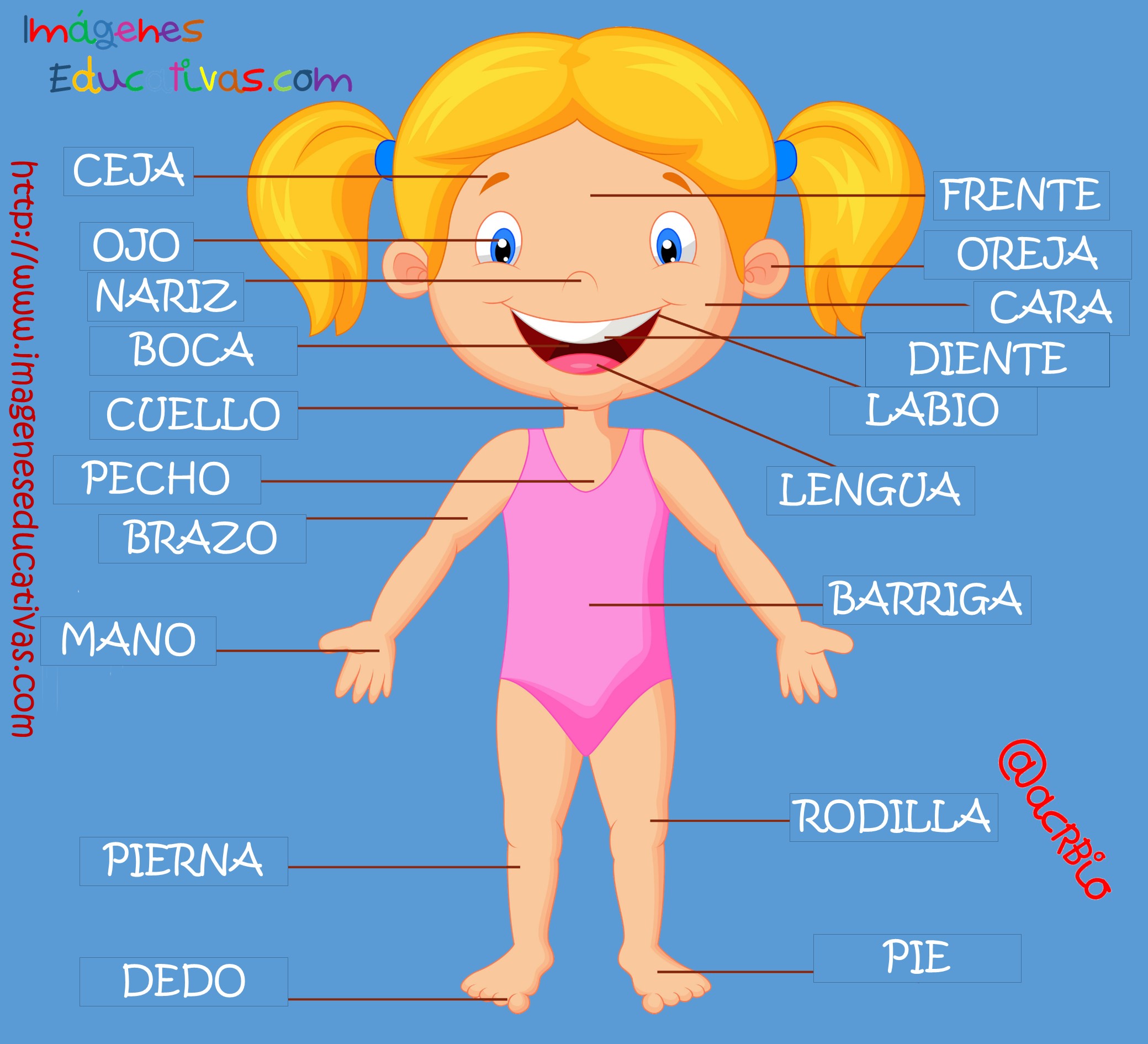 Partes Del Cuerpo En Castellano 1 Imagenes Educativas