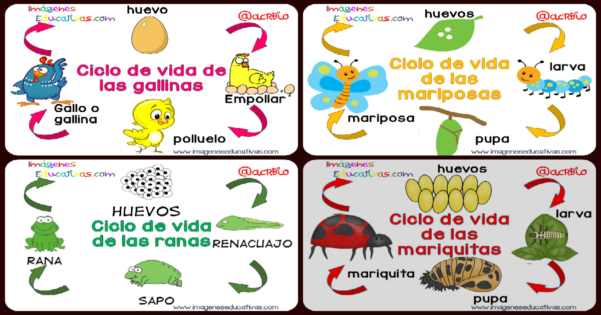 Actividades Del Ciclo De Vida De Los Animales Para Niños