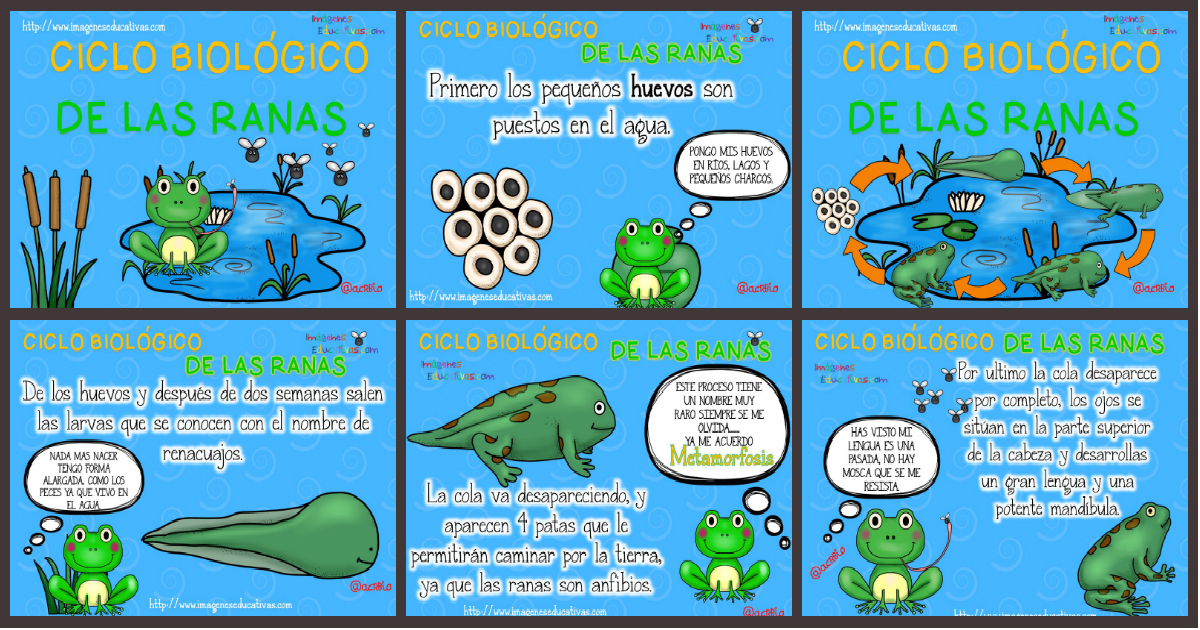 Ciclo biológico de las ranas para niños – Imagenes Educativas