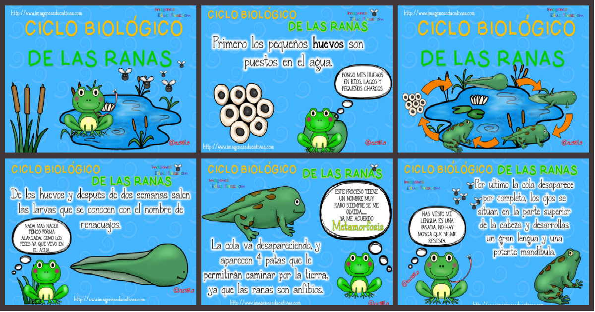 Ciclo biológico de las ranas para niños – Imagenes Educativas Ciclo biológico de las ranas para niños – Imagenes Educativas