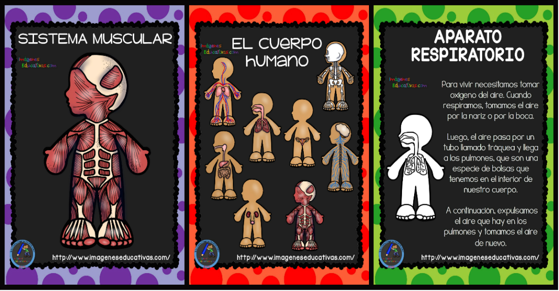 El Cuerpo Humano; Aparatos y Sistemas para Primaria – Imagenes Educativas