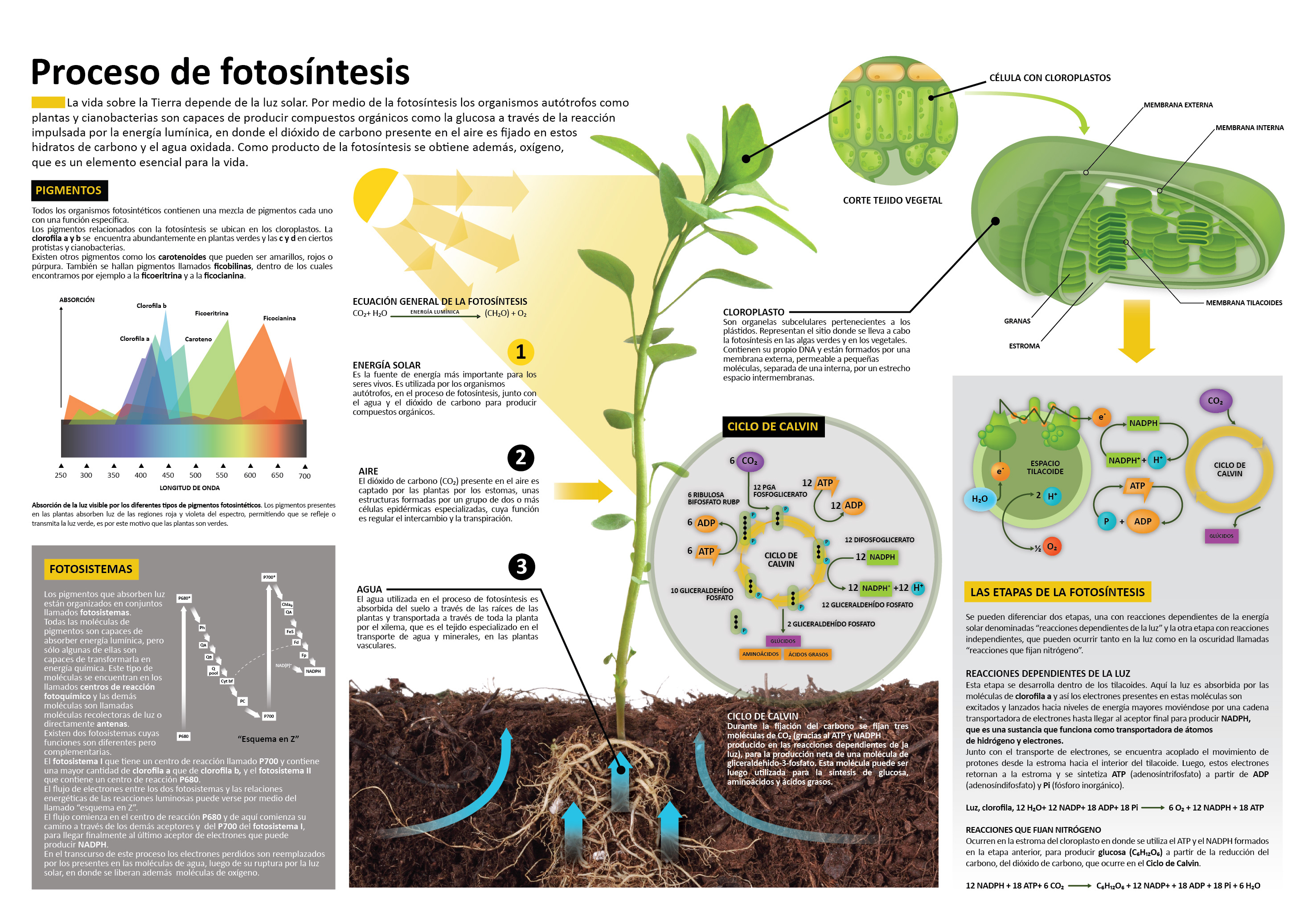 Super infografía de la fotosíntesis para vuestras alas – Imagenes Educativas