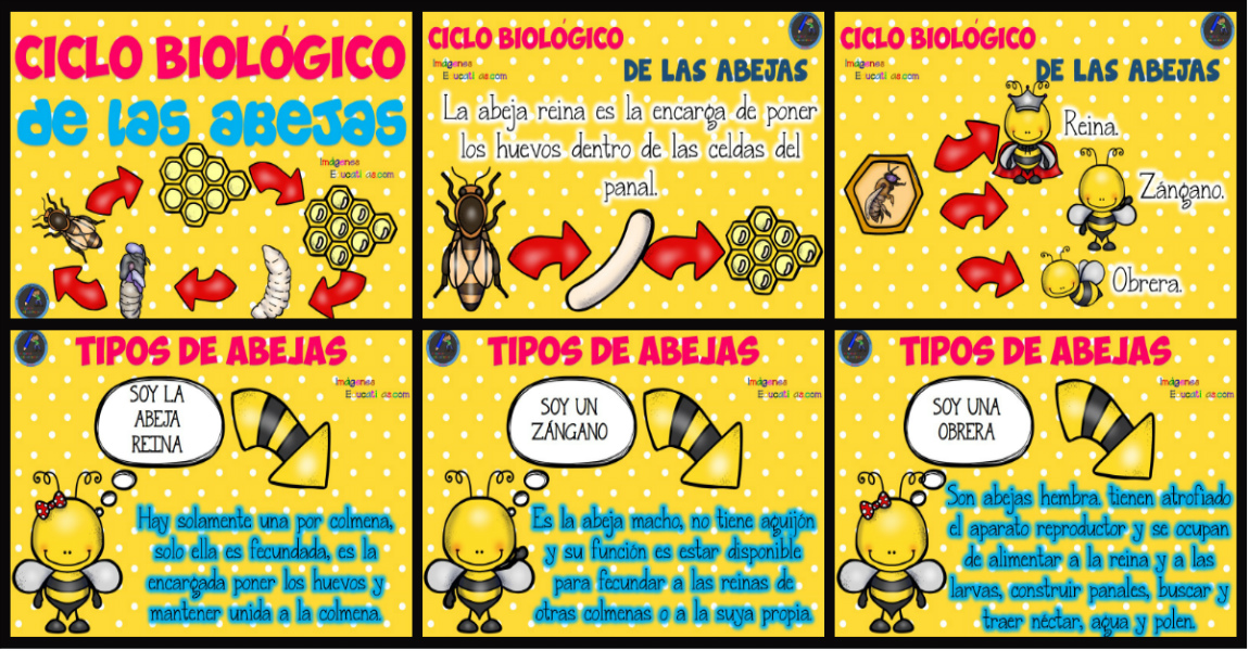 La Vida De Las Abejas Para Niños De Preescolar | Euroinnova