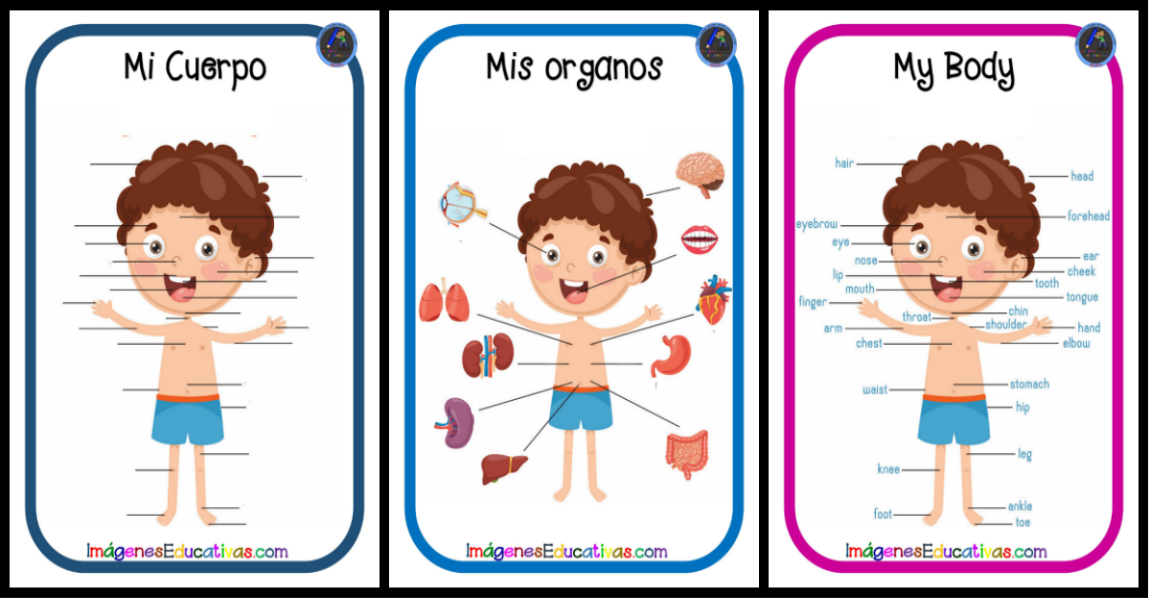 Humano El Cuerpo Humano Para Primero De Primaria – Fichas Gratis