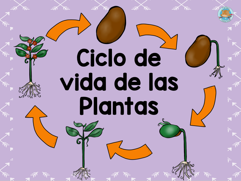 Ciclo vida de las PLANTAS (1) – Imagenes Educativas