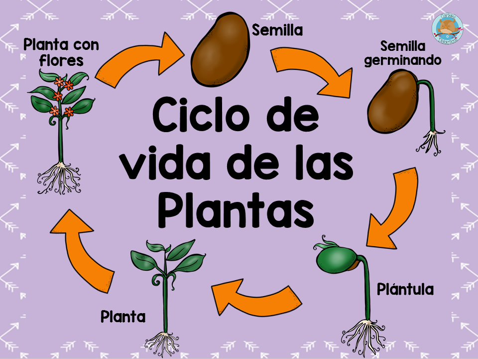 Plano De Aula Ciclo De Vida Das Plantas Pdmrea Porn Sex Picture