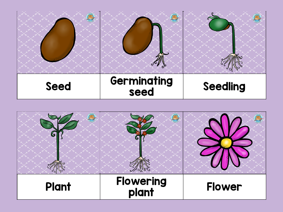Ciclo vida de las plantas en Inglés (3) Imagenes Educativas