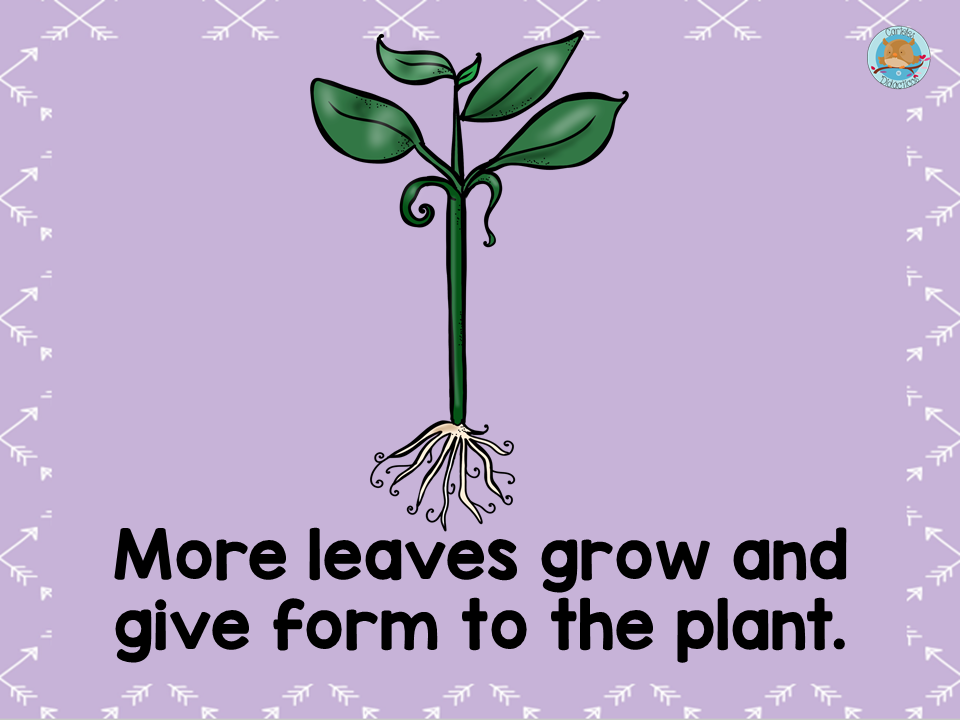 Ciclo vida de las plantas en Inglés (7) Imagenes Educativas