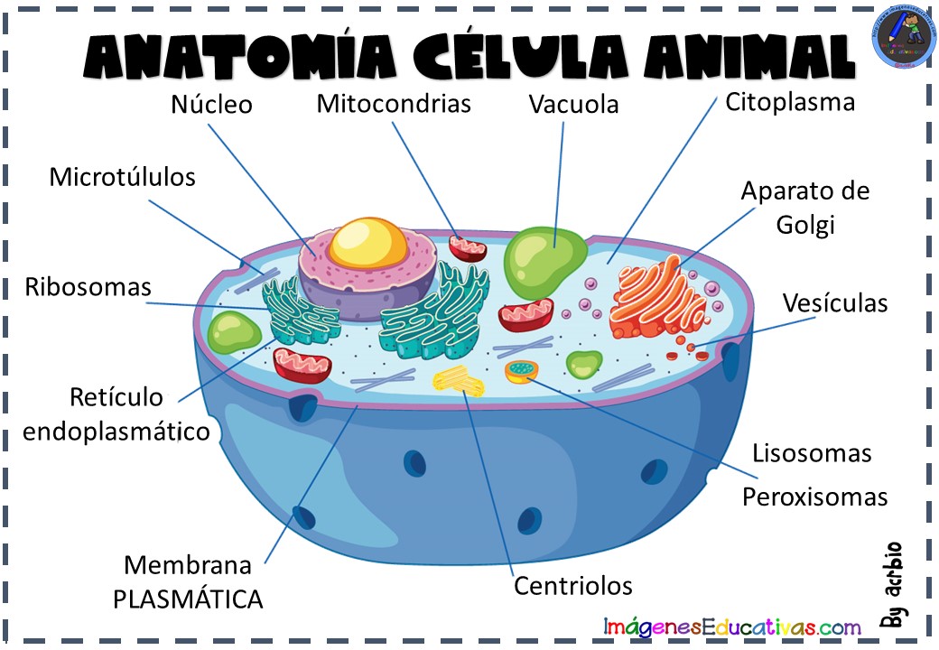 CÉLULA ANIMAL ANATOMÍA Imagenes Educativas