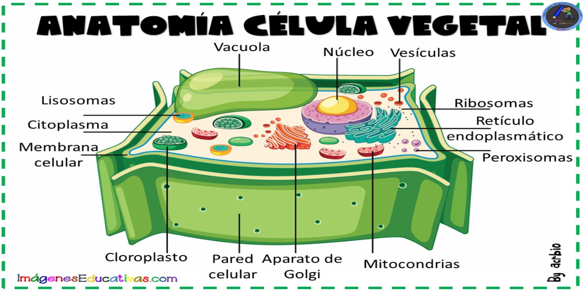 Esquema De Celula Vegetal Fotos Guia 2021 Images